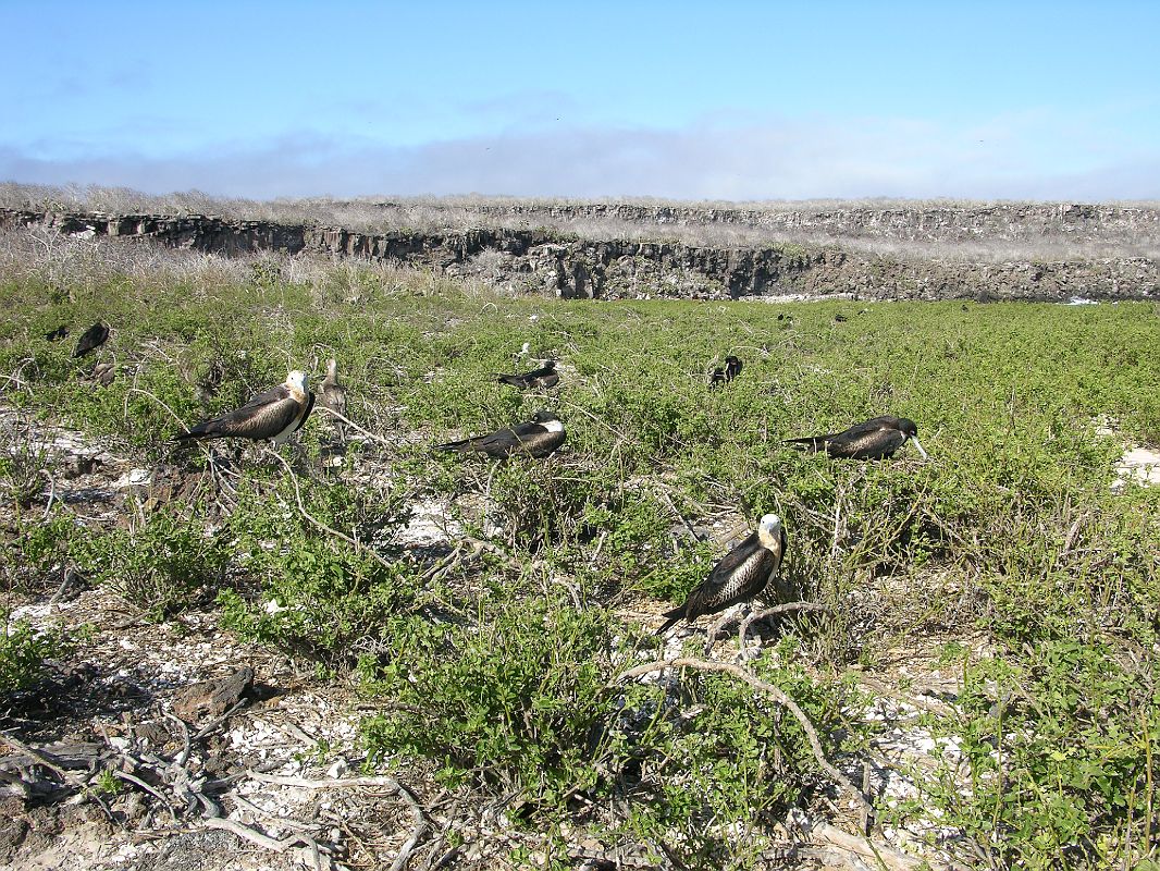 Galapagos 7-2-03 Genovesa Darwin Bay Birds Nesting In Saltbush